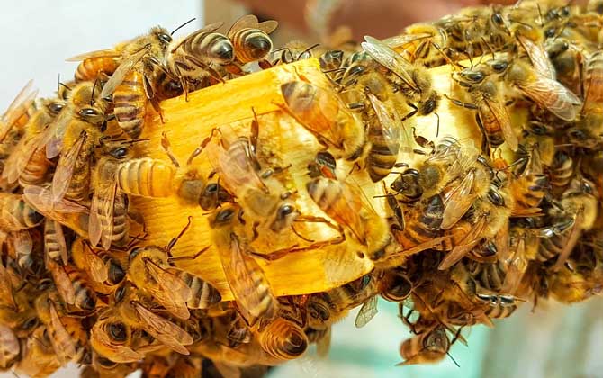 蜜蜂喂什么能加快繁殖？