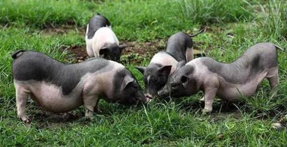如何提高母猪的繁殖率？