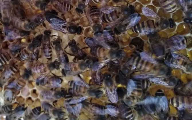 养中蜂还是养意蜂好？