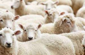 影响肉羊养殖利润的因素_库百科肉羊养殖利润_库百科养羊