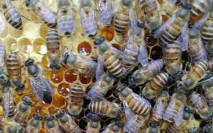蜜蜂吃什么食物？_库百科养蜂养殖