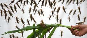 蝗虫养殖方法和条件_库百科蚂蚱养殖