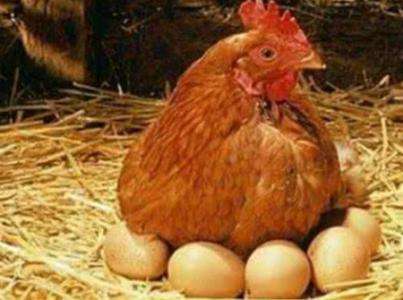 蛋鸡一天下几个蛋？一年能下多少枚蛋