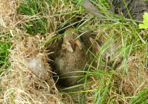 怎样找到野兔子窝？抓捕野兔的方法_库百科兔子养殖