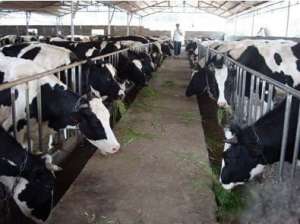 奶牛饲料配方-一头奶牛能产多少钱_库百科养牛