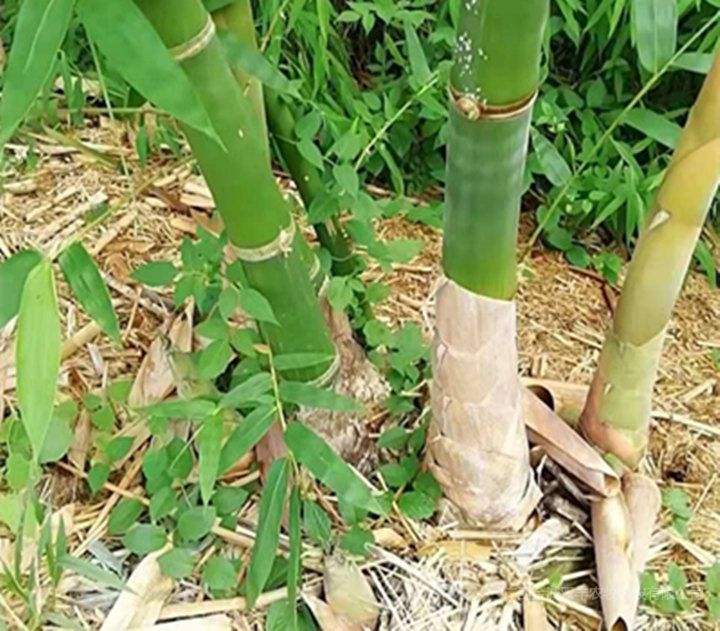  竹子 竹鼠吃竹子