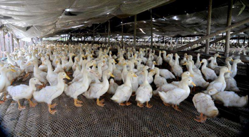 养殖1000只蛋鸭的投资和利润有多少