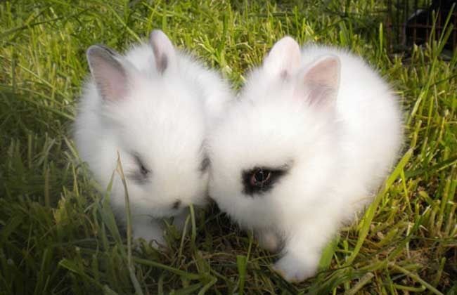 安哥拉兔的养殖技术分享