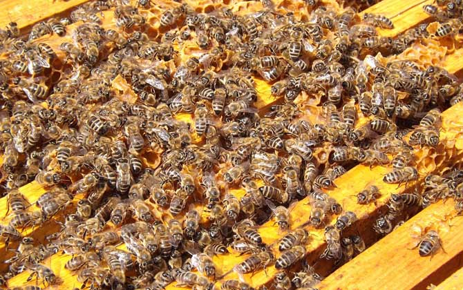 土蜂蜜价格多少钱一斤？