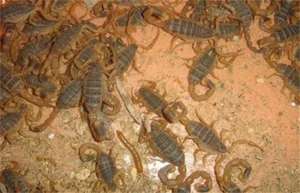 蝎子的八种养殖方式_库百科蝎子养殖