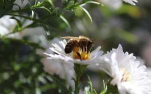 蜜蜂是怎么采蜜的？_库百科养蜂养殖