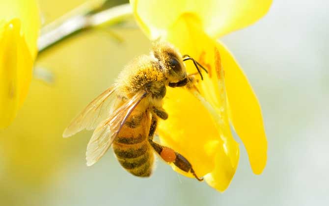 蜂毒为什么会引起过敏？