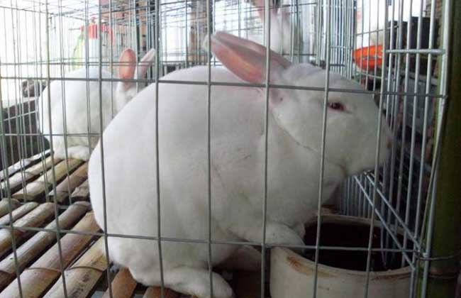 怎么可以提高懒兔养殖效益？