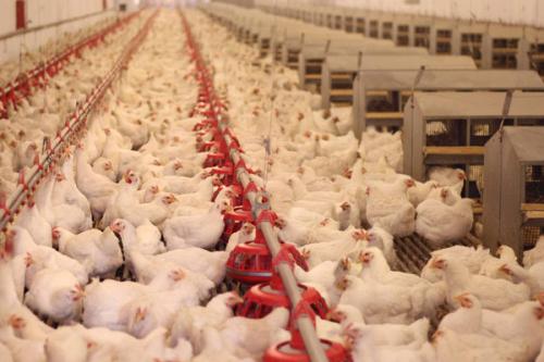 农业农村部大力支持白羽肉鸡产业发展