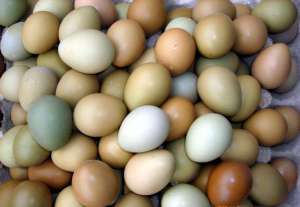 山鸡蛋的营养价值_库百科山鸡养殖