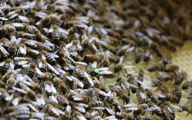 一框蜂怎样快速繁殖起来？