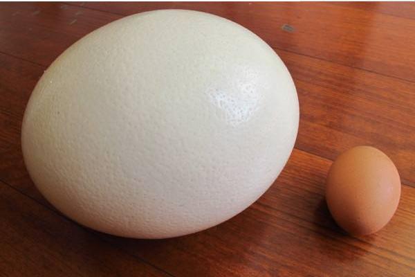 鸵鸟蛋的营养功效及食用办法