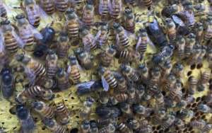 蜜蜂的种类大全及优缺点_库百科养蜂养殖