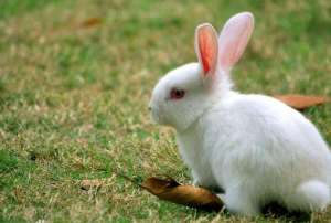 养肉兔赚钱吗-养肉兔的成本和利润是多少_库百科兔子养殖