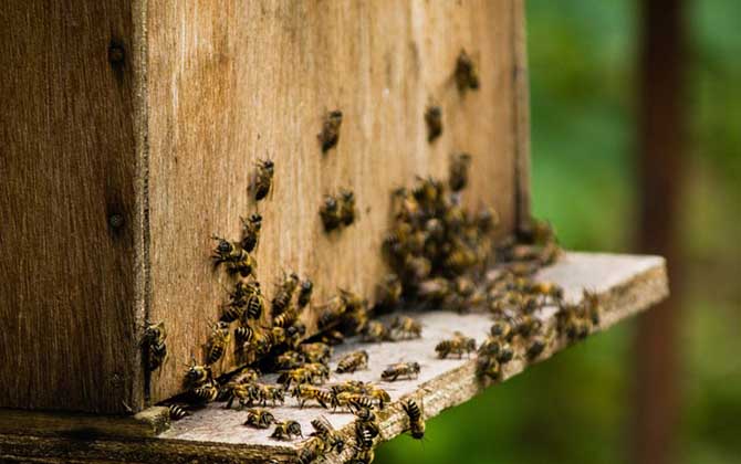 蜜蜂养殖技术及注意事项_库百科养蜂养殖