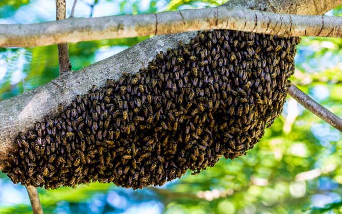 结团的蜜蜂怎么找到蜂王？