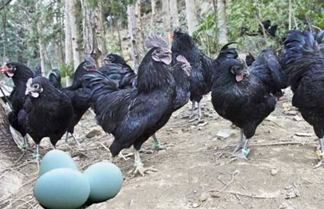 绿壳蛋鸡的养殖成本