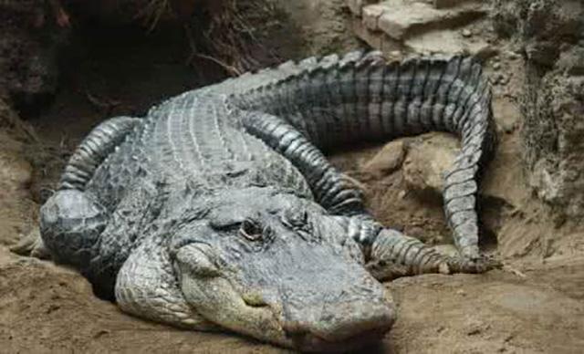 世界上最大的鳄鱼有多大?