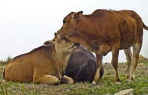 肉牛健康养殖的基本要点_库百科养牛