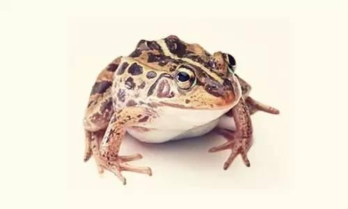 养殖青蛙的常见问题