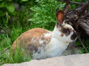 春季獭兔引种要点_库百科兔子养殖