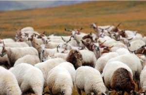 肉羊养殖利润分析及成本_库百科肉羊养殖利润_库百科养羊