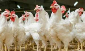 要注重肉鸡常见疾病的防控_库百科肉鸡养殖