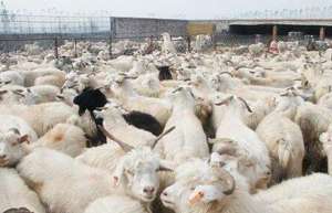 养100只羊一年有多少利润_库百科肉羊养殖利润_库百科养羊