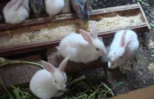 肉兔养殖利润分析_库百科兔子养殖
