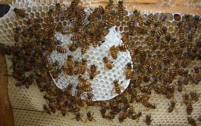 几十只蜂的蛋群怎么办？