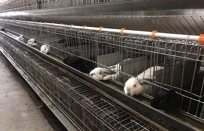 兔子养殖成本分析 养兔前景不错