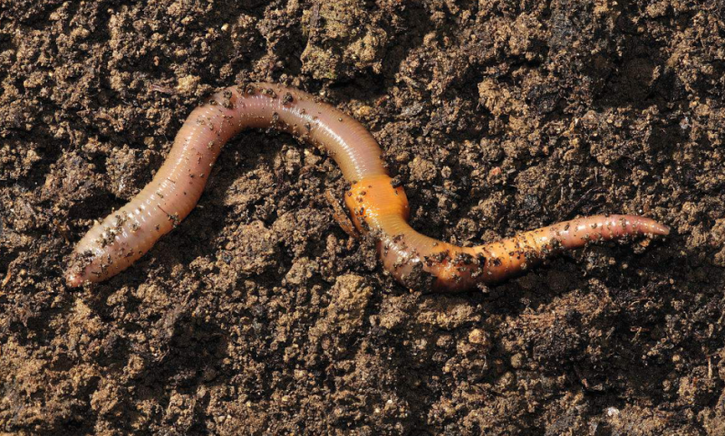 养蚯蚓用什么土壤合适？
