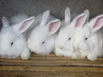 兔子养殖前景怎么样
