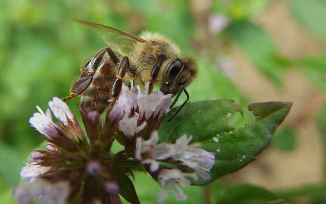 蜜蜂的特点和生活特征？