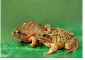 人工养殖林蛙的蝌蚪饲养方法_库百科青蛙养殖
