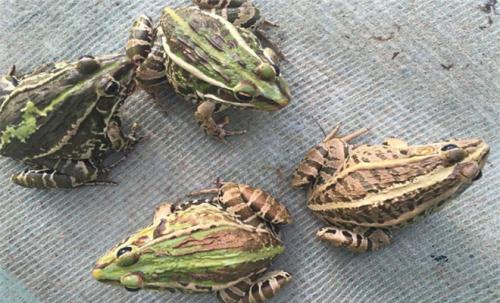 男子捕猎217只野生青蛙 被河南邓州警方逮捕