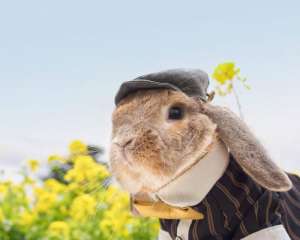 家兔养殖与防病技术_库百科兔子养殖