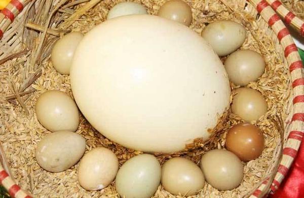 鸵鸟蛋的营养价值