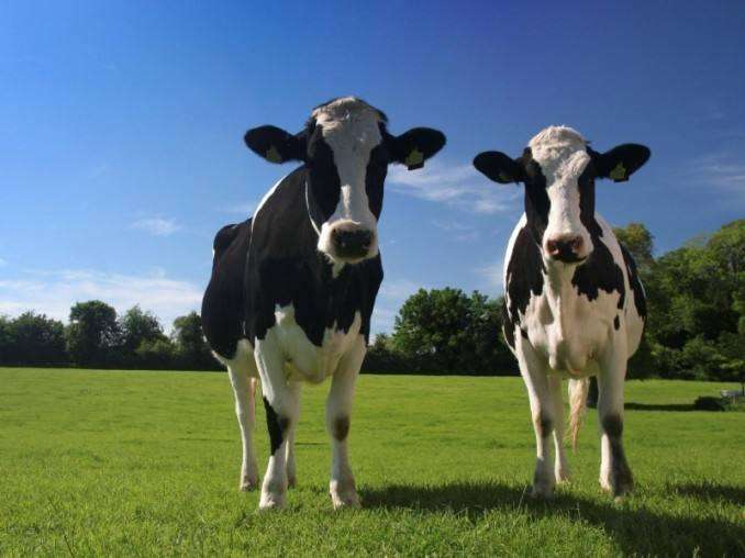 如何提高奶牛的乳脂率？