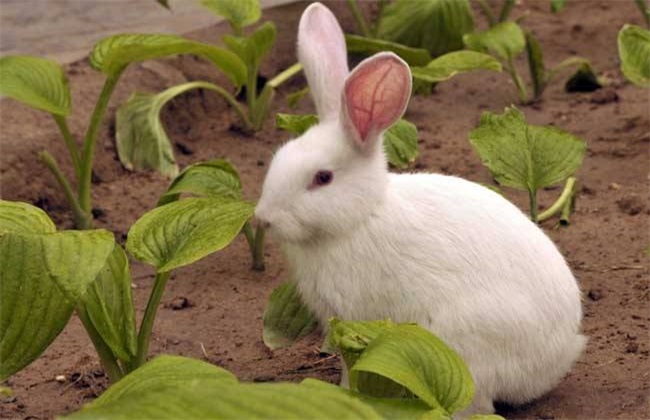 白兔养殖的常见疾病