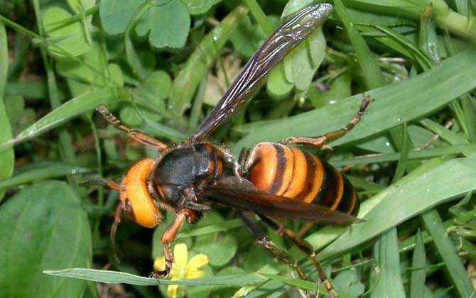 虎头蜂的天敌是什么动物？