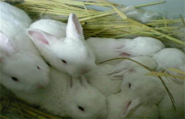 养殖兔子什么品种好？如何挑选种兔？