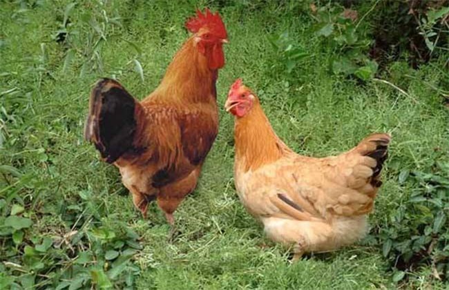 如何提高土鸡的养殖成活率