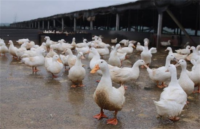 白鸭养殖技术