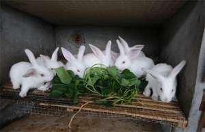 肉兔养殖正当红，肉兔养殖技术介绍_库百科兔子养殖